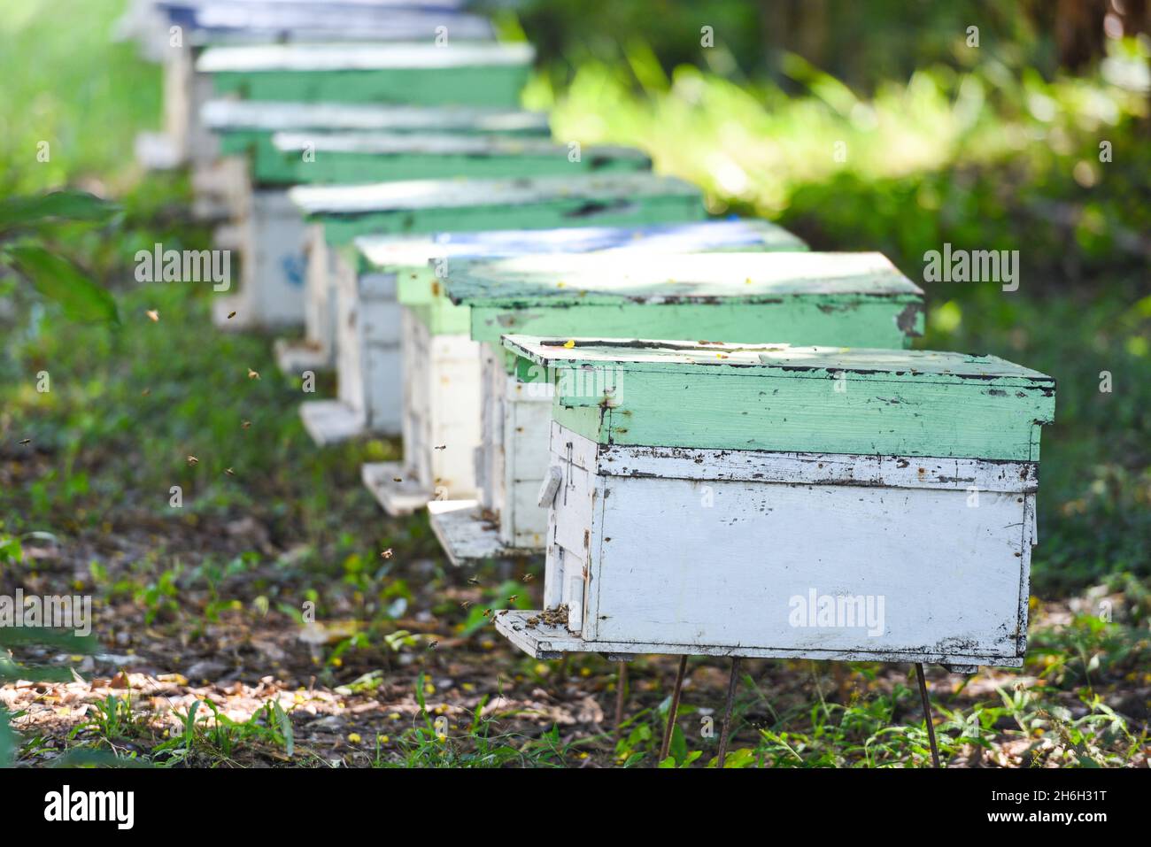 Bee apiary bee hive for harvesting honey, Beekeeper beehive with bees ...