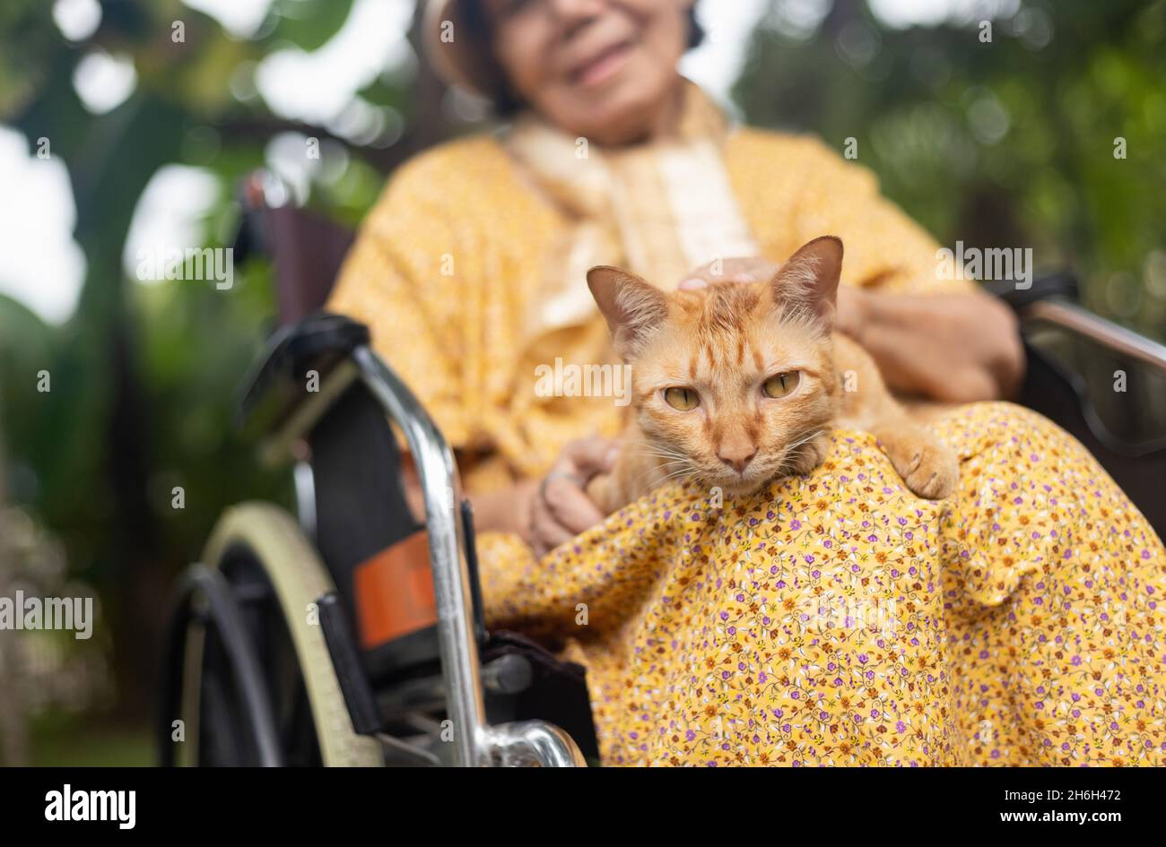 Elderly woman holding ginger cat on wheelchair in backyard Stock Photo
