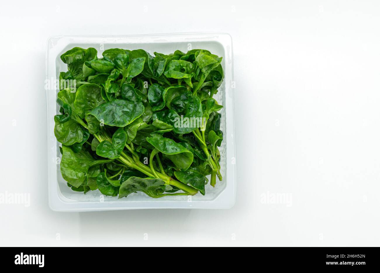Organic fresh watercress or yellowcress in a square plastic box on white background, top view image, isolated on white background. Stock Photo