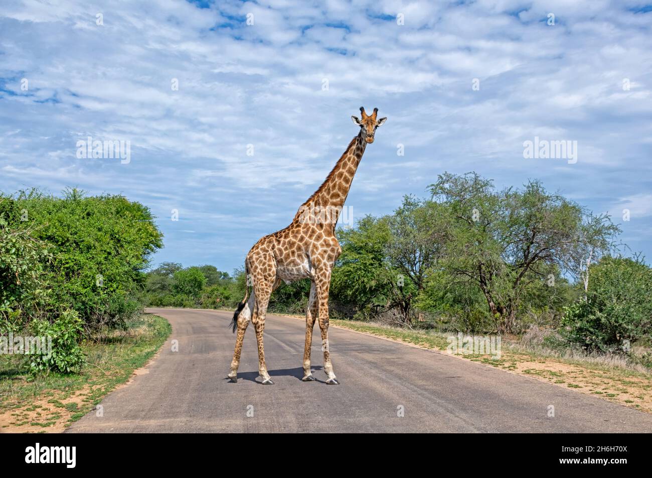 A Giraffe crossing a road in Southern Africa Stock Photo Alamy