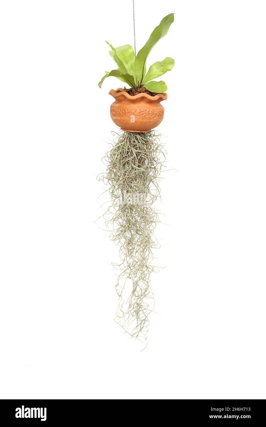 Green Ivy plant isolated on white background Stock Photo - Alamy