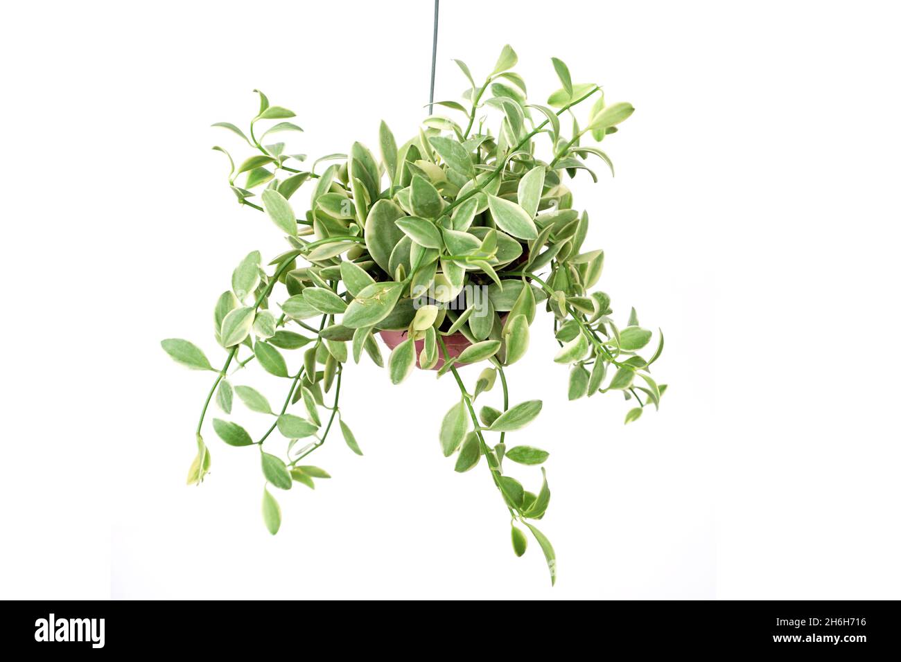 Green Ivy plant isolated on white background Stock Photo - Alamy