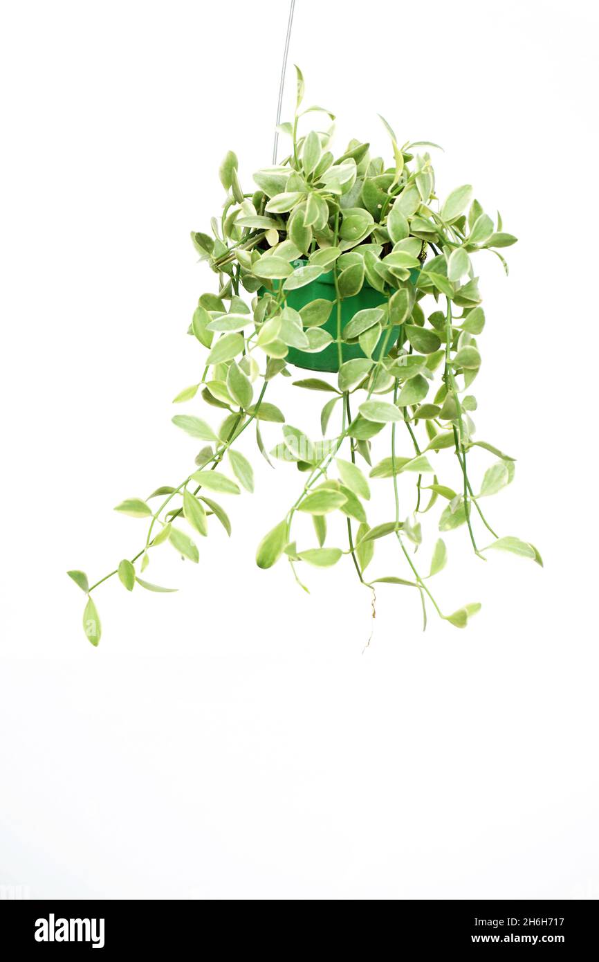 Green Ivy plant isolated on white background Stock Photo - Alamy