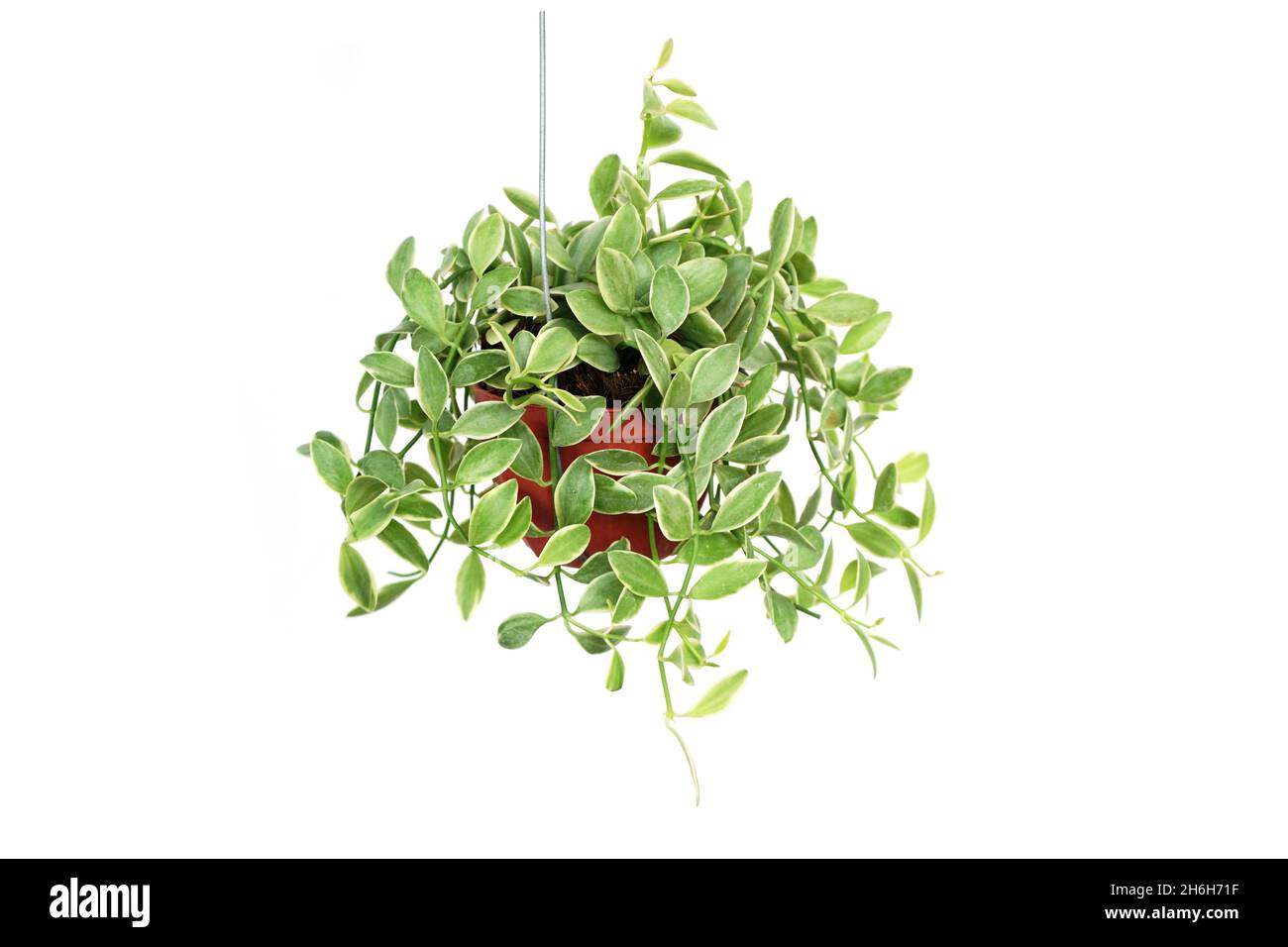 Green plant Hanging isolated on white background Stock Photo Alamy