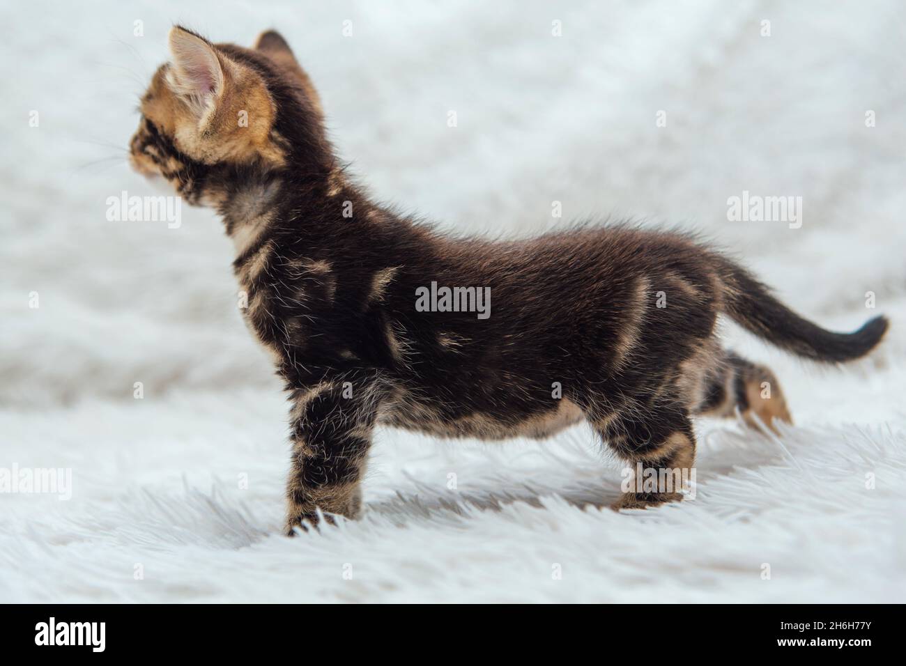 Cute one month old marble bengal kitten on the white fury blanket close-up. Stock Photo