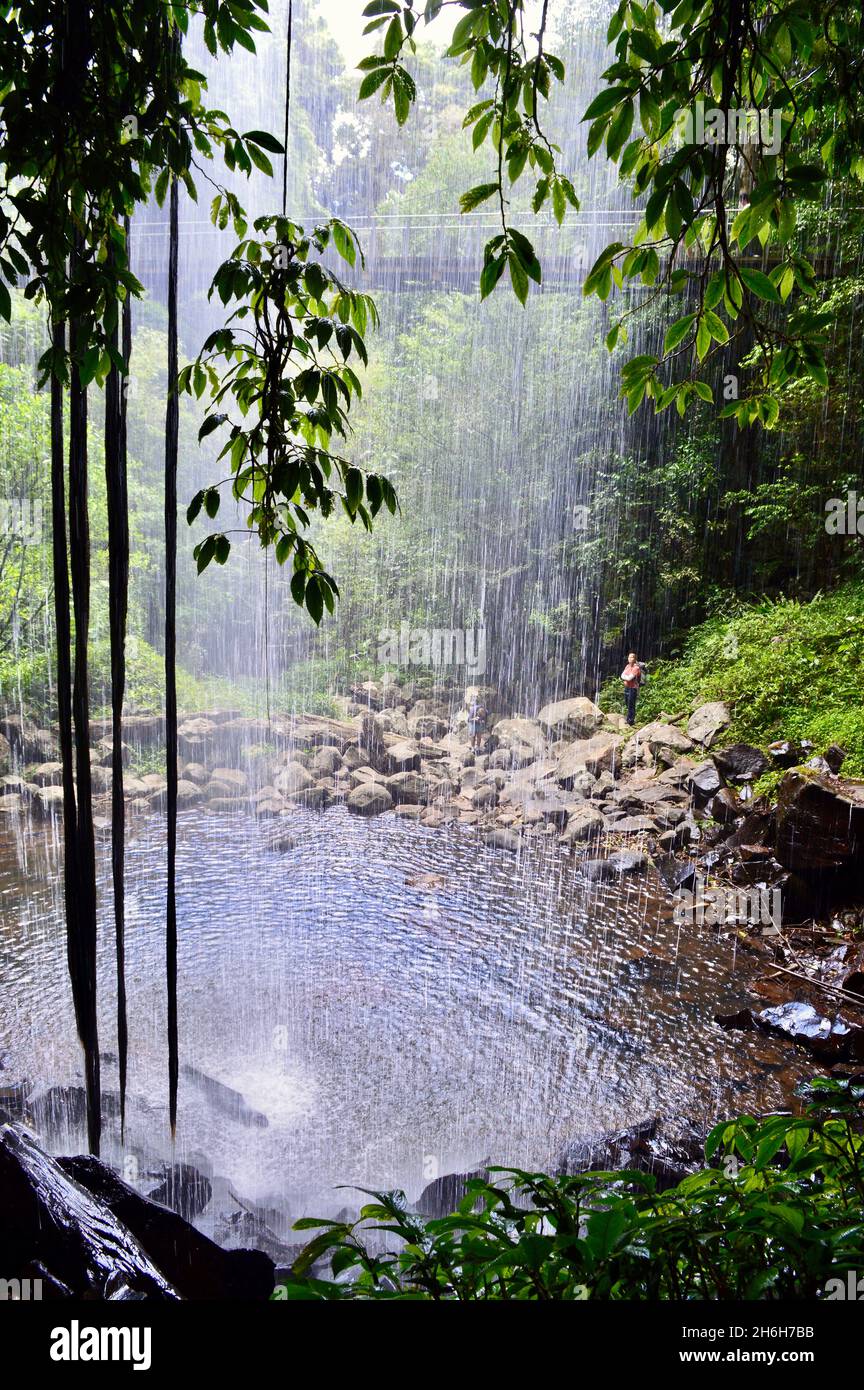 A view of Crystal Shower Falls in Dorrigo  National Park, NSW Stock Photo