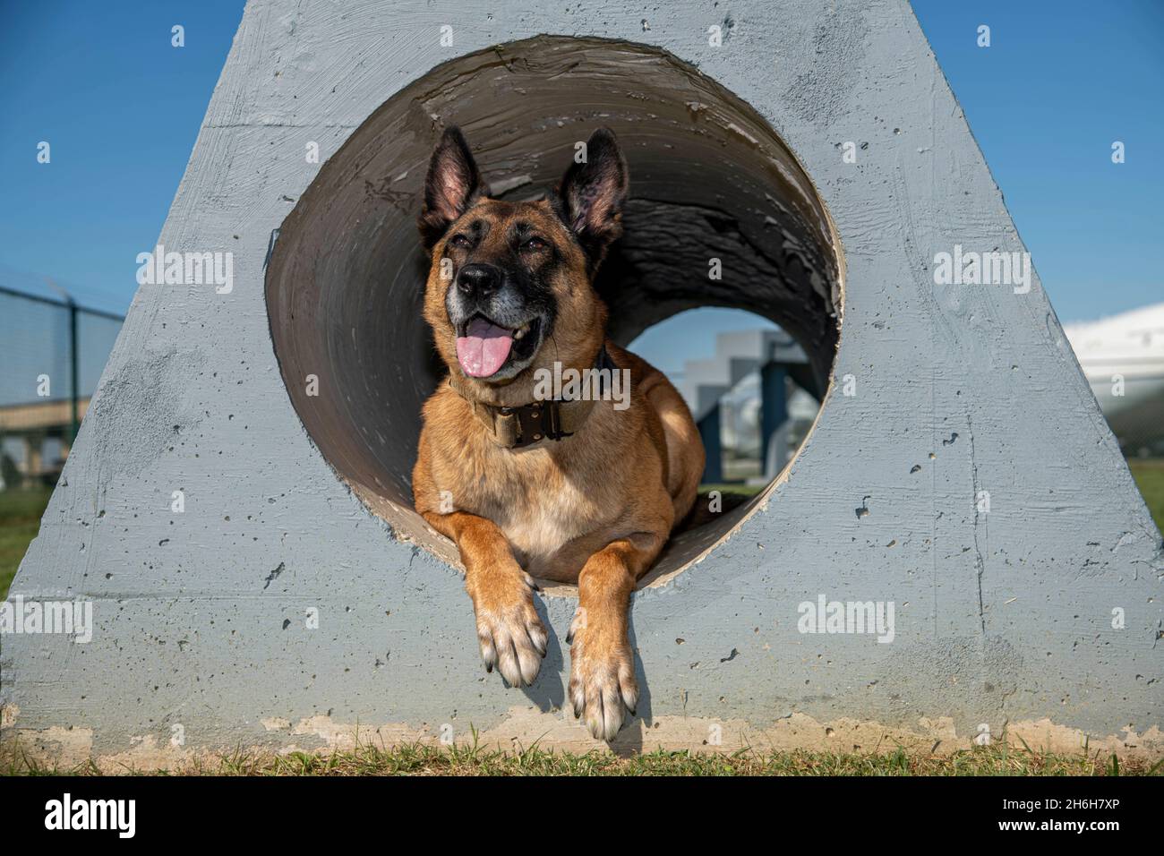 Military Working Dog Johny V385, 436th Security Forces Squadron patrol drug detection dog, lays down in a tunnel at Dover Air Force Base, Delaware, Nov. 3, 2021. MWD Johny served at Dover AFB for seven years before his retirement on Nov. 9, 2021. (U.S. Air Force photo by Tech. Sgt. Nicole Leidholm) Stock Photo