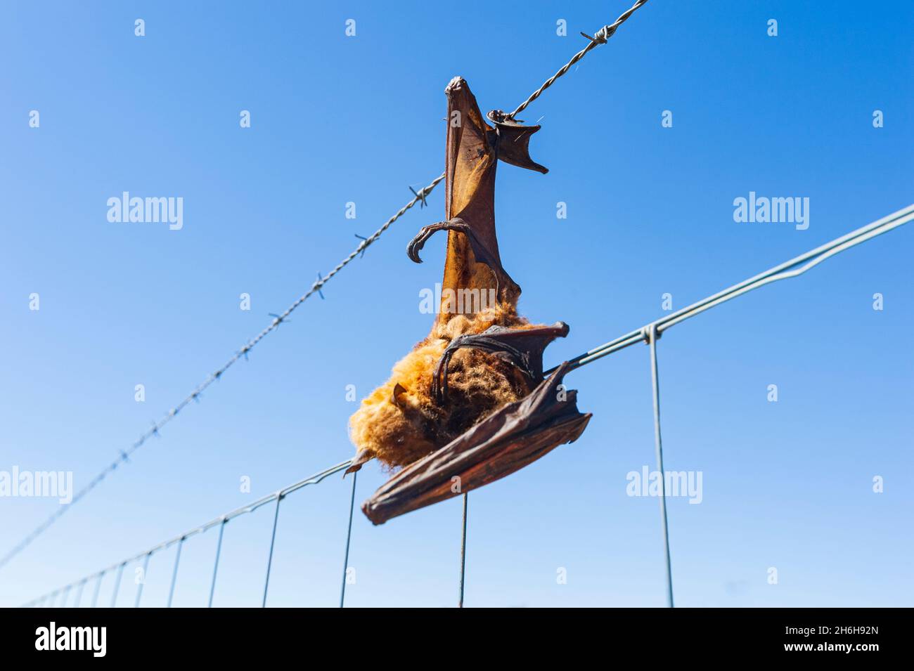 Dead Flying Fox caught on a barbed wire fence, Queensland, QLD, Australia Stock Photo