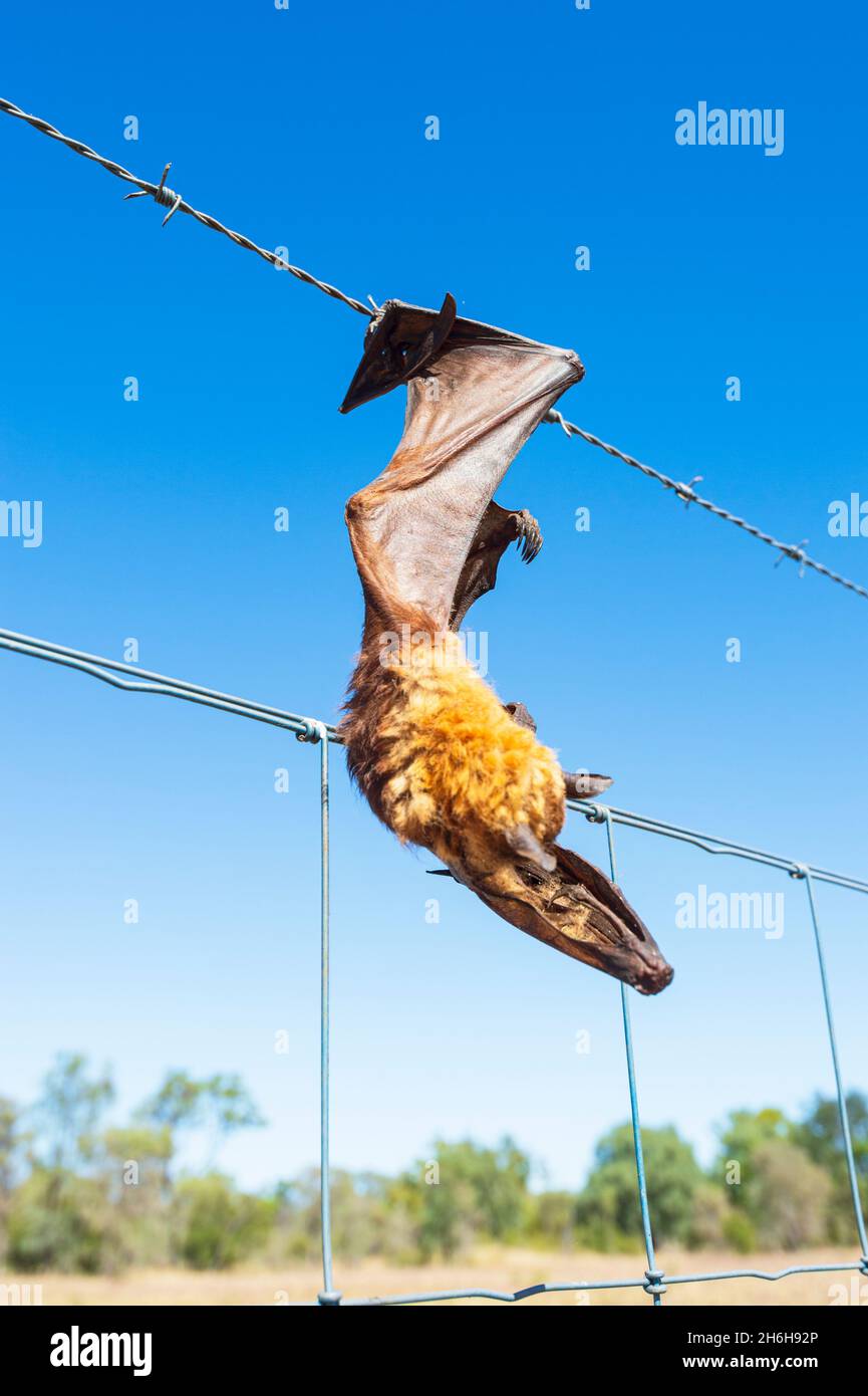 Dead Flying Fox caught on a barbed wire fence, Queensland, QLD, Australia Stock Photo
