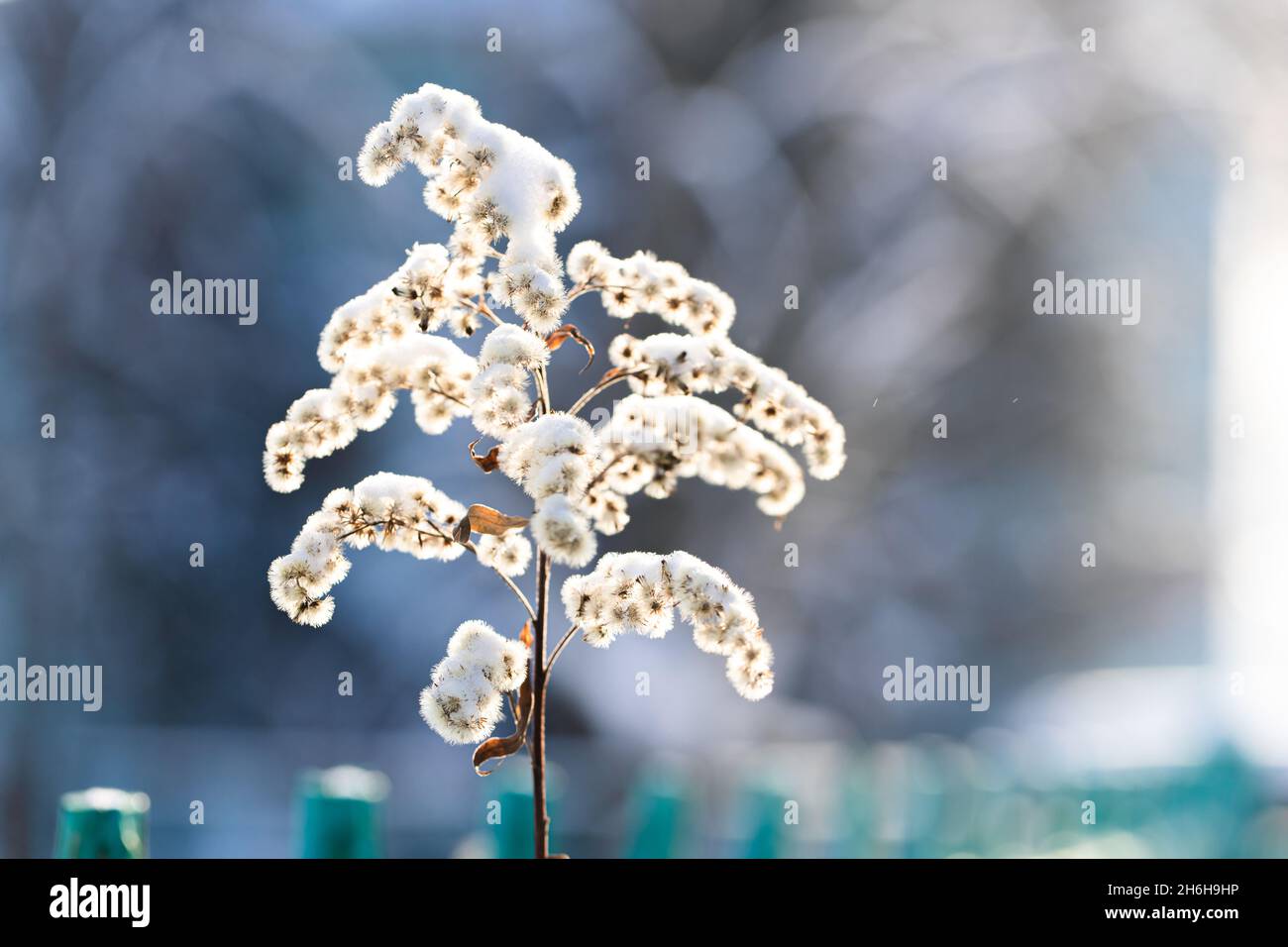 Winter bushes covered with snow. Nature of Russia. Welcome winter. Stock Photo