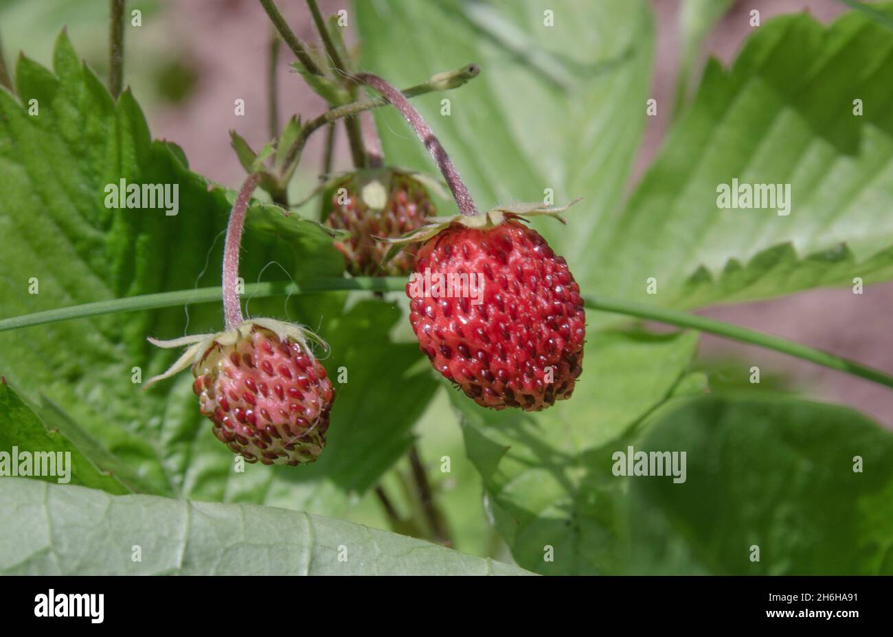 Erdbeere am Strauch Stock Photo