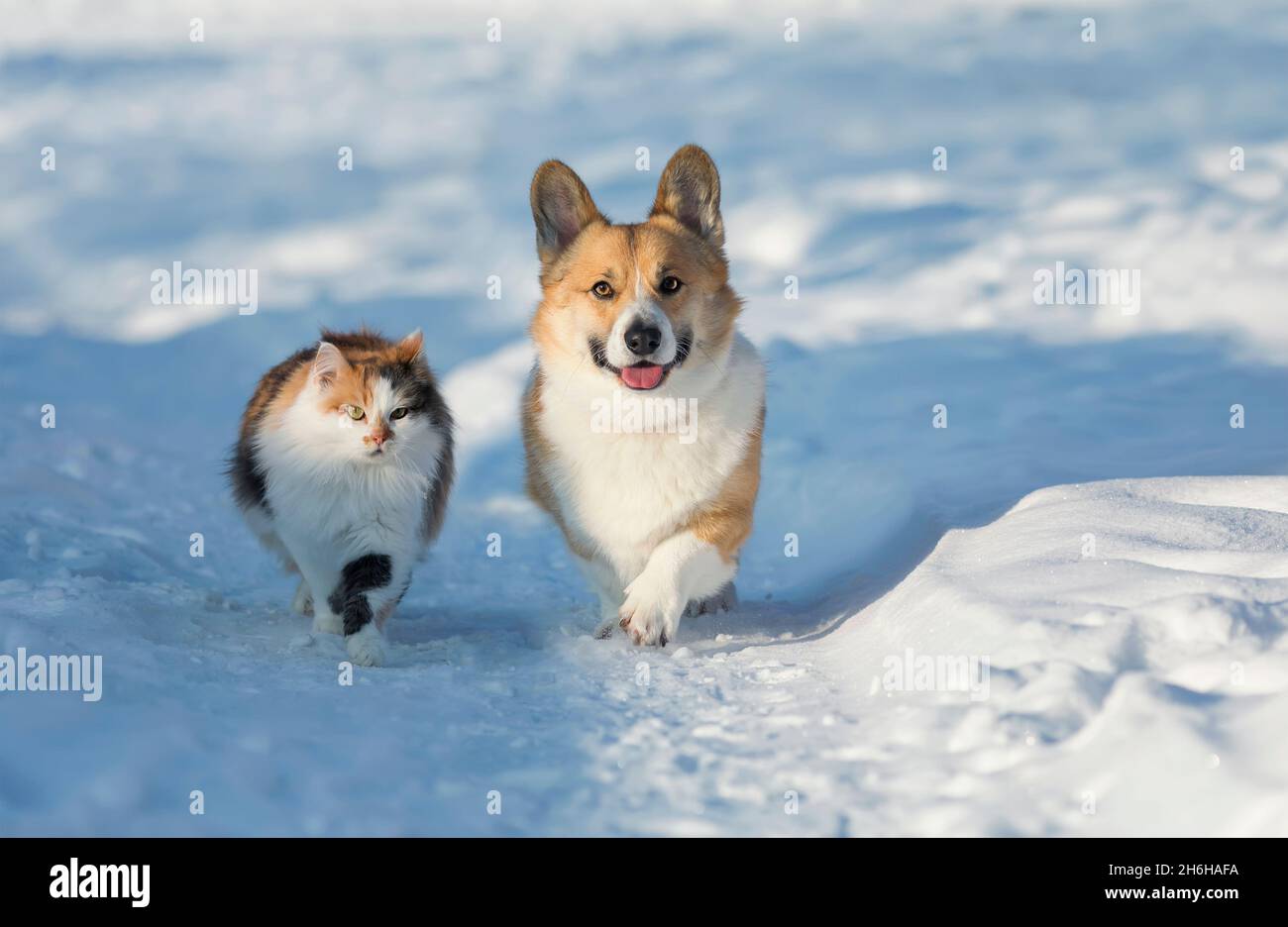 fluffy dog friends corgi and cat walk on a snowy road in the winter garden Stock Photo