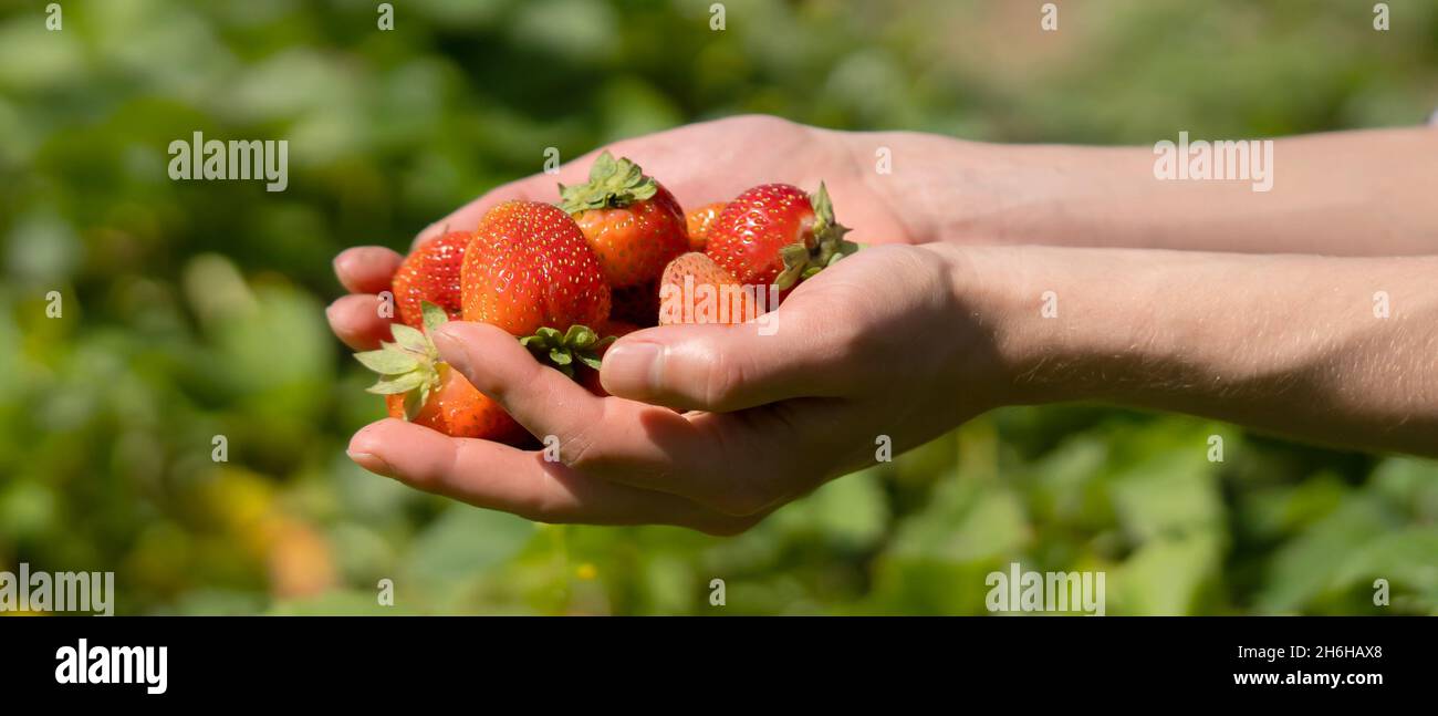 Female hands hold a handful of juicy ripe red strawberries Stock Photo ...