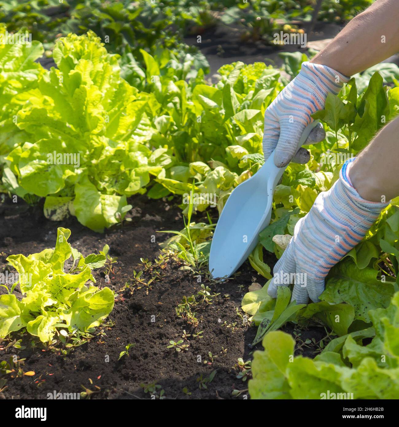 Gardener removes the weed and digs up the black soil. Stock Photo
