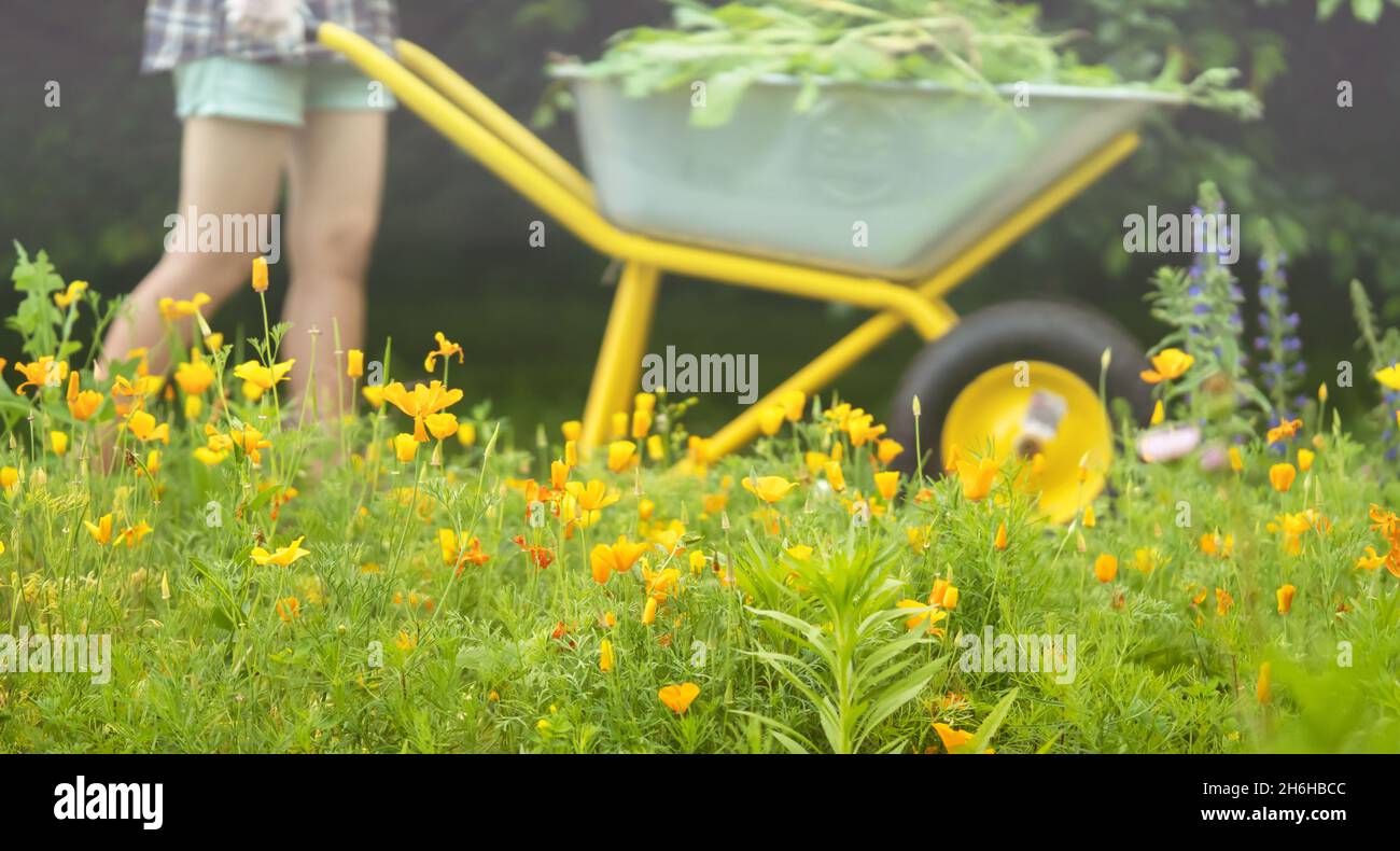 A farmer girl holds a wheelbarrow with weeds and walks in her garden ...