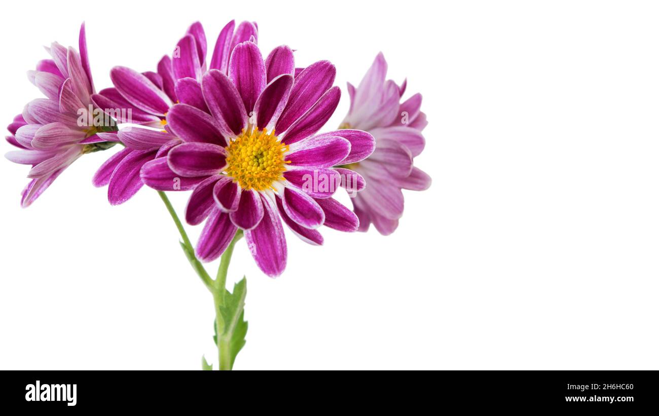 Indian chrysanthemum (Chrysanthemum indicum) a perennial plant of the