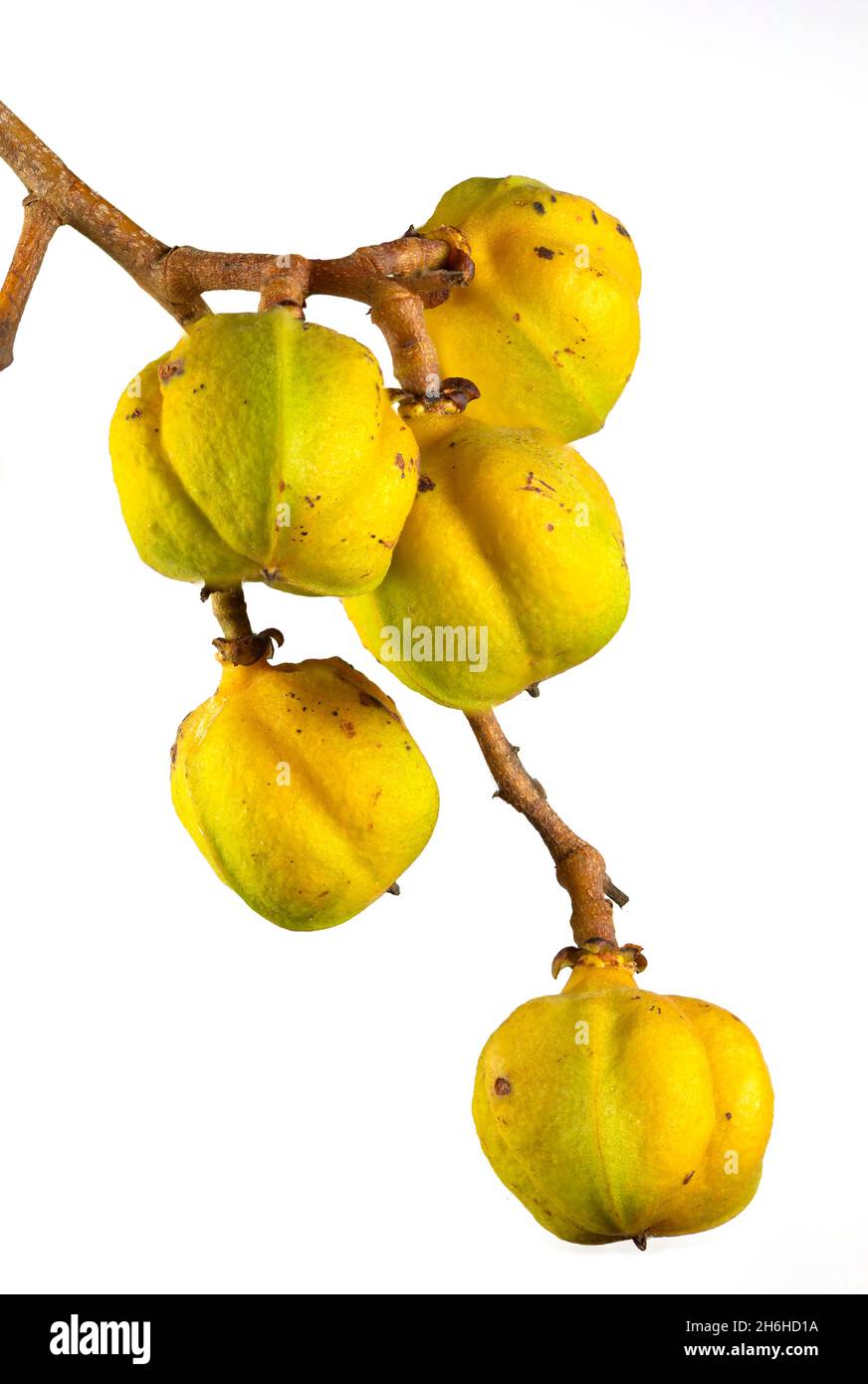 Image of the fruit of the Tuckeroo tree, Cupaniopsis anacardioides, an Australia native growing along the east coast from Northern Queensland to New S Stock Photo