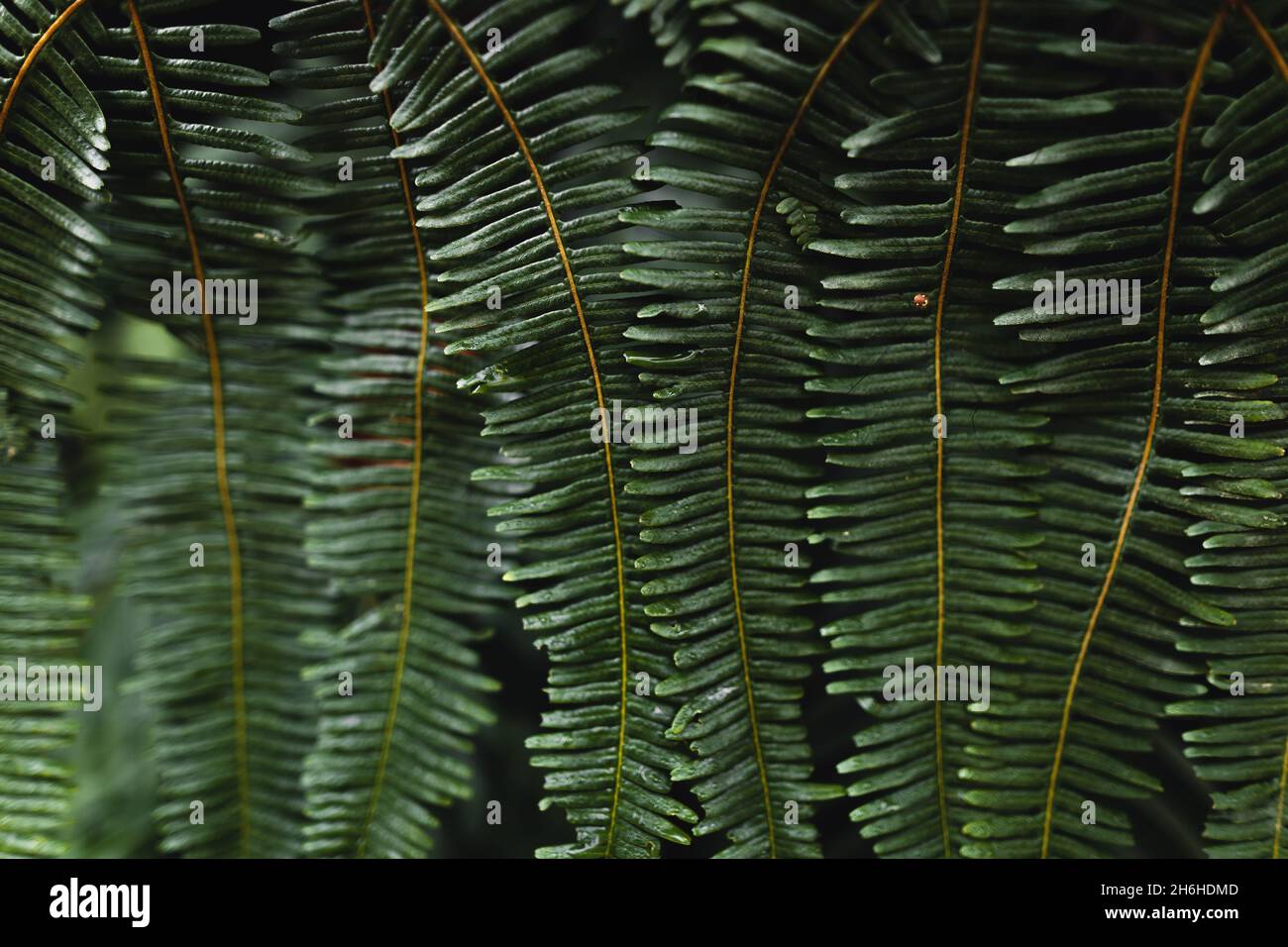 Close-Up Of Dark green leaves black background Stock Photo - Alamy