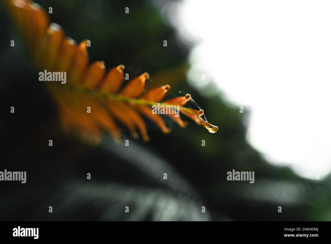 Close-Up Of Dark green leaves black background Stock Photo - Alamy