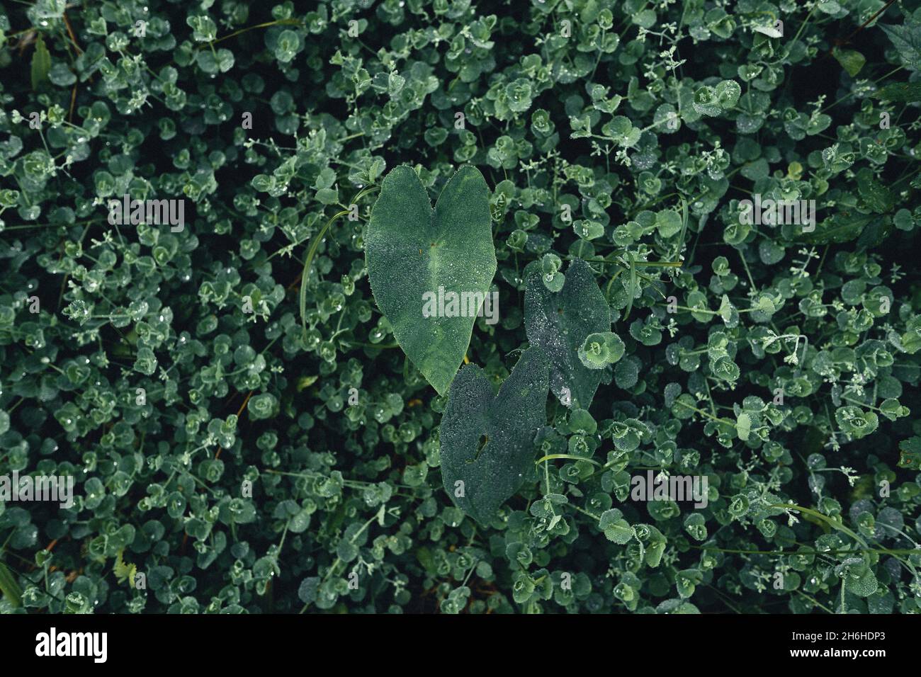 Close-Up Of Dark green leaves black background Stock Photo - Alamy