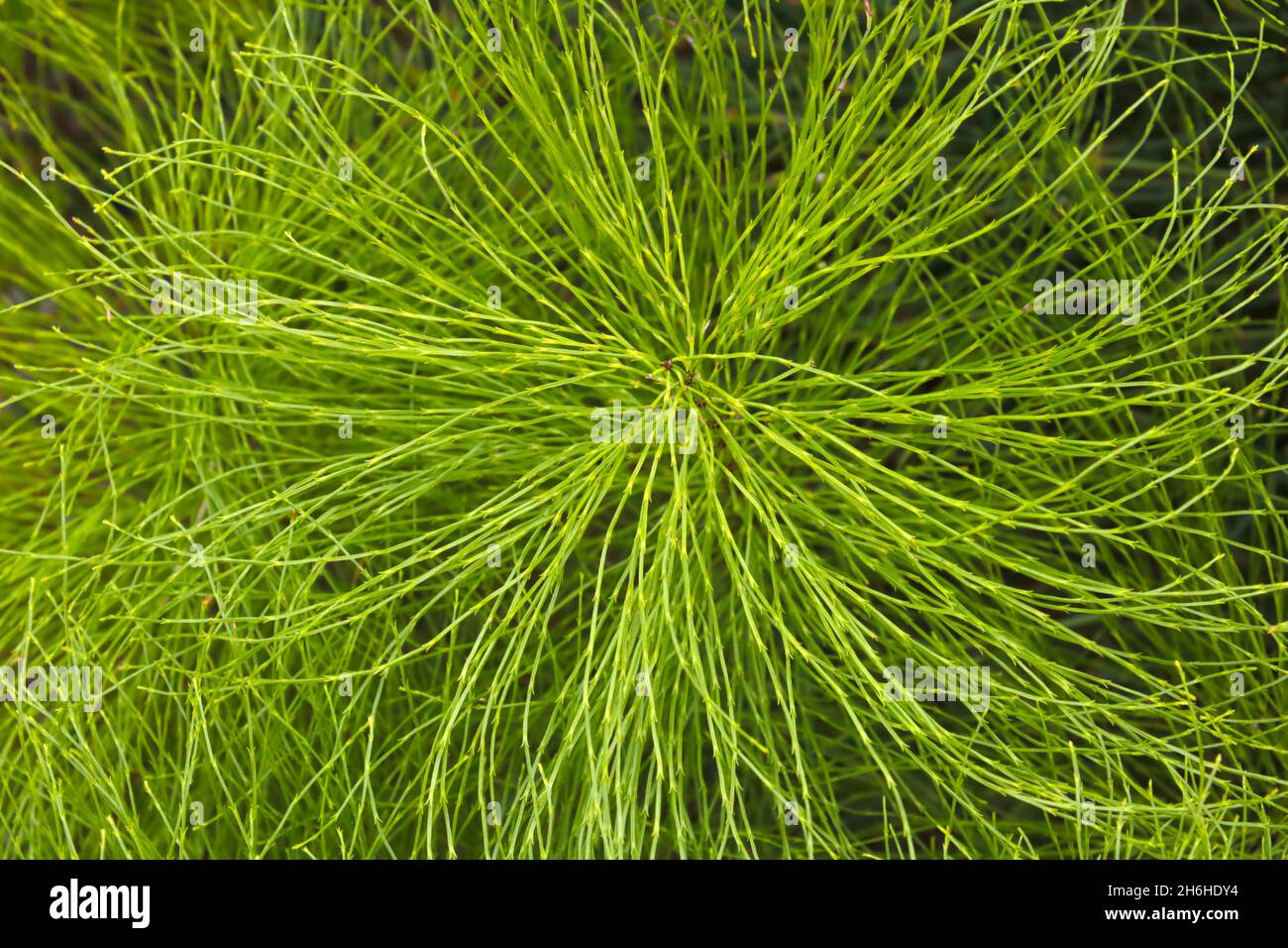 Young green branch of greenery in the park, background, texture of greenery Stock Photo