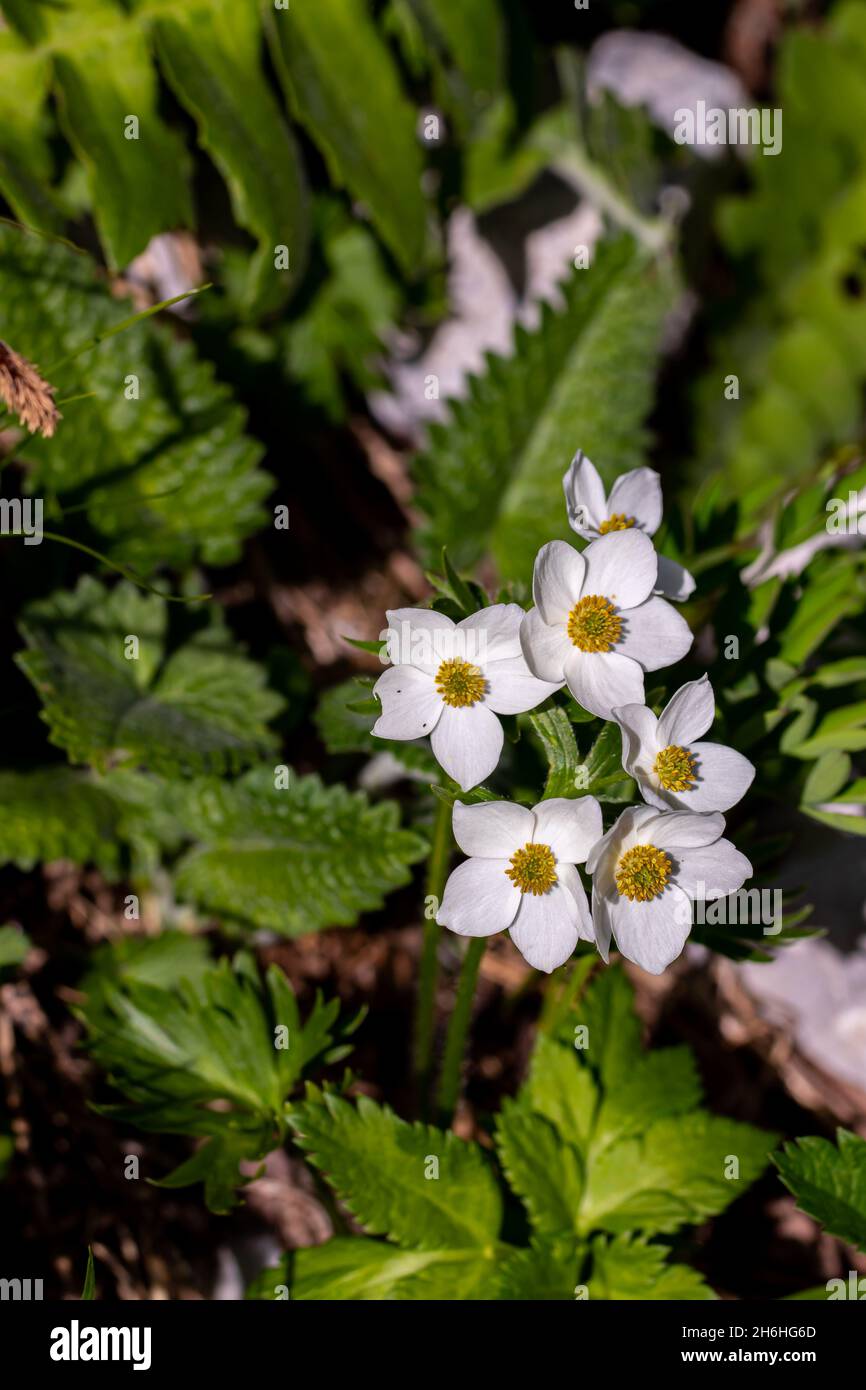 Anemonastrum narcissiflorum flower growing in mountains, close up shoot Stock Photo