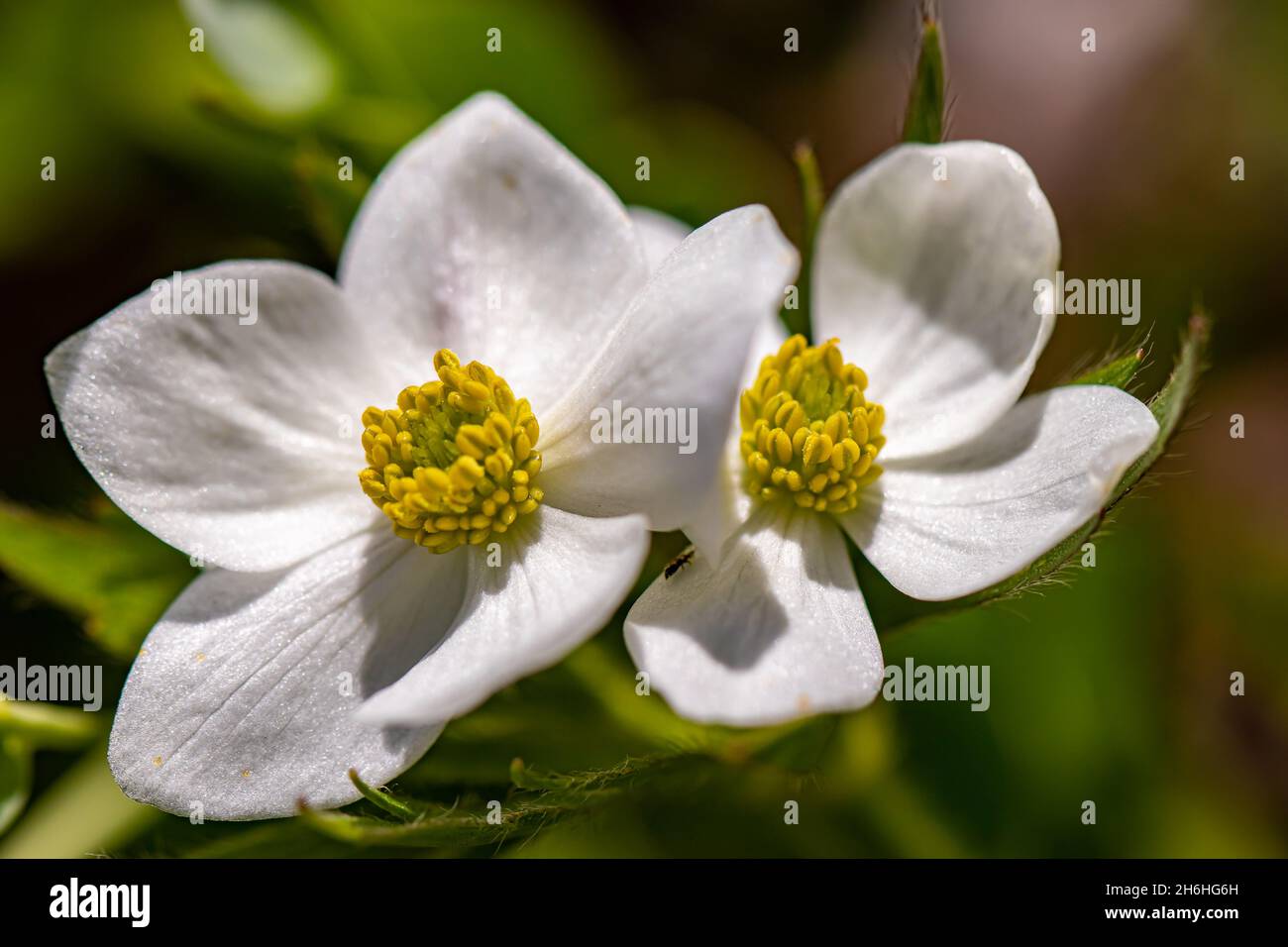 Anemonastrum narcissiflorum flower in mountains Stock Photo