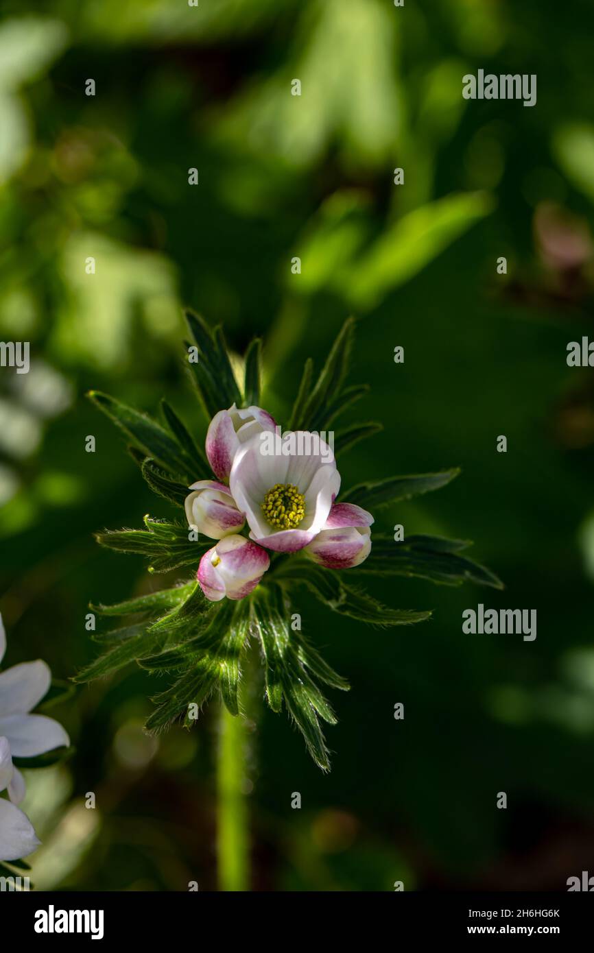 Anemonastrum narcissiflorum flower in mountains, macro Stock Photo