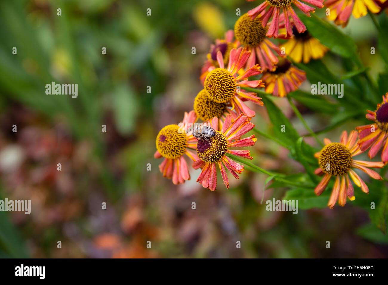 Bee collecting pollen from Summer flowering Helenium flowers also known as Sneezeweed Stock Photo