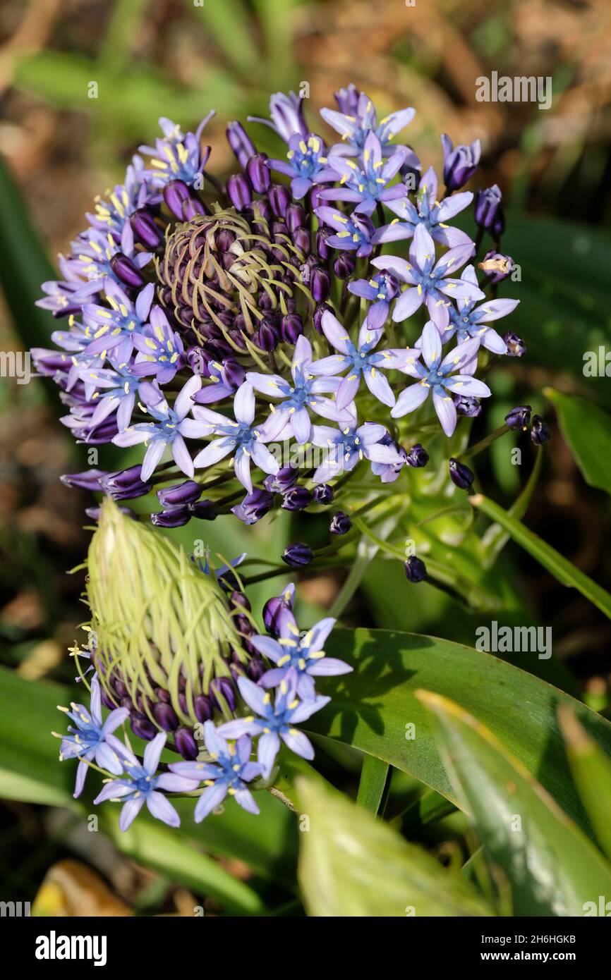 Cuban Lily (Scilla peruviana) also known as Scilla, Peruvian Lily, Hyacinth of Peru and Portuguese squill. Head of blue flowers. Stock Photo