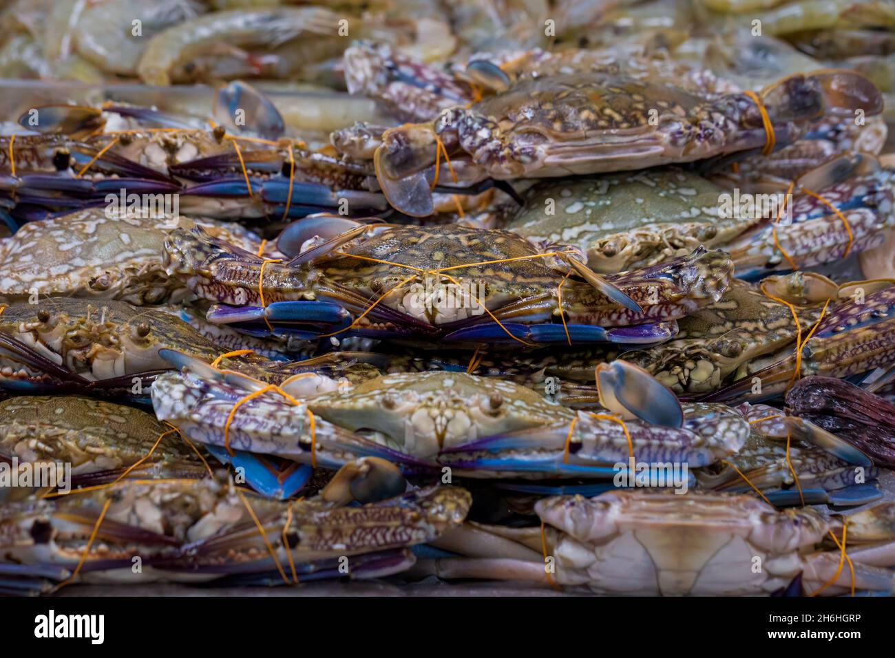 Pile of Blue Swimmer crabs, Portunus pelagicus, on display at a UK fishmongers shop Stock Photo