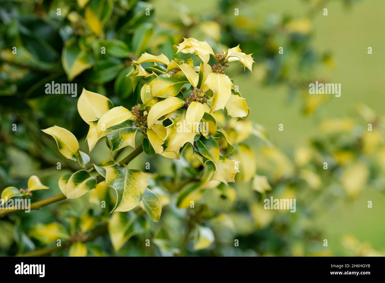 Ilex aquifolium 'Flavescens', Yellow-leaved English Holly, Ilex aquifolium 'Clouded Gold' Ilex aquifolium 'Moonlight', Ilex aquifolium moonlight holly Stock Photo