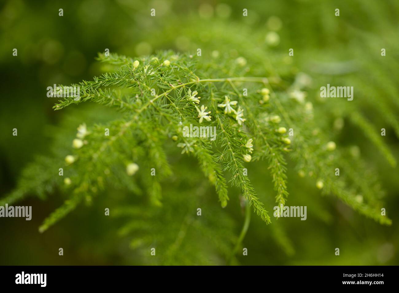 Asparagus fern hi-res stock photography and images - Alamy