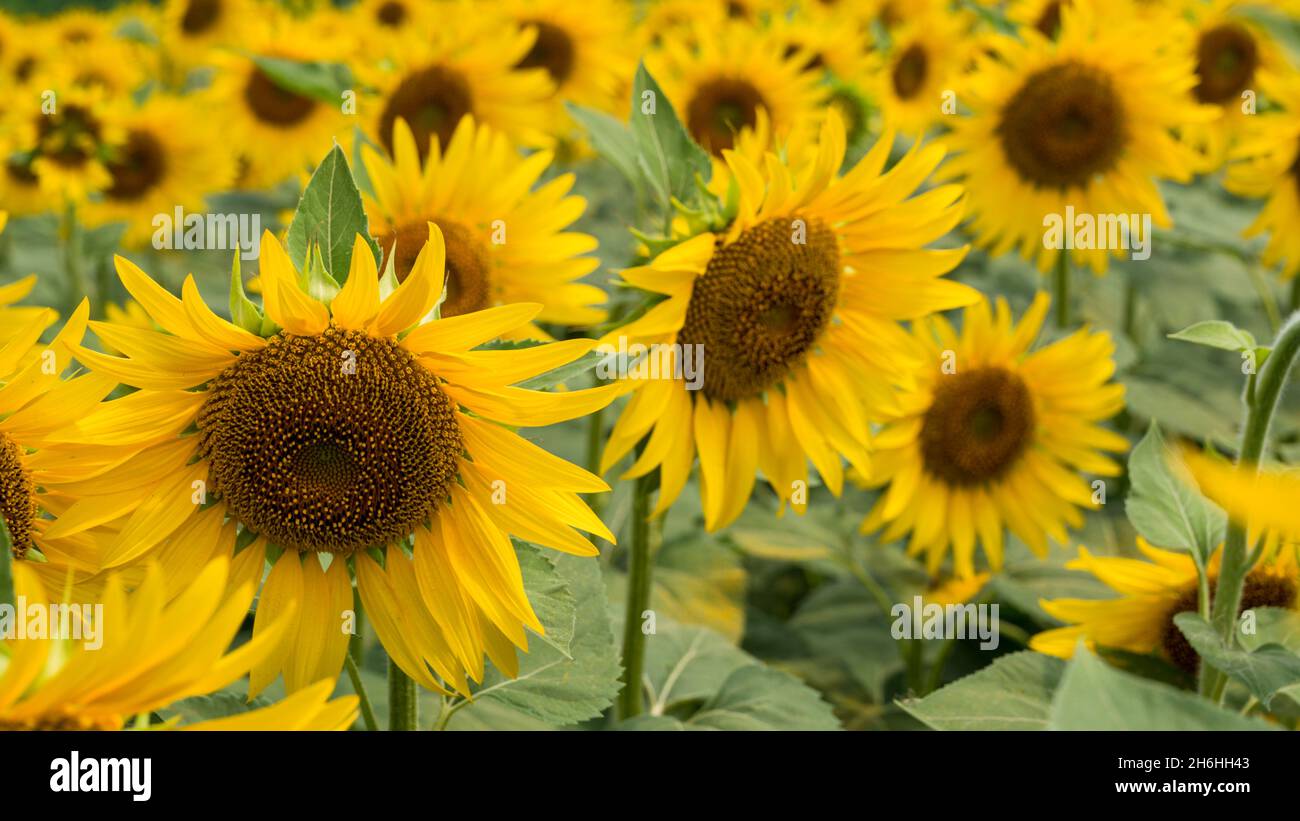 Beautiful landscape. Field of sunflowers. Blue sky Stock Photo - Alamy