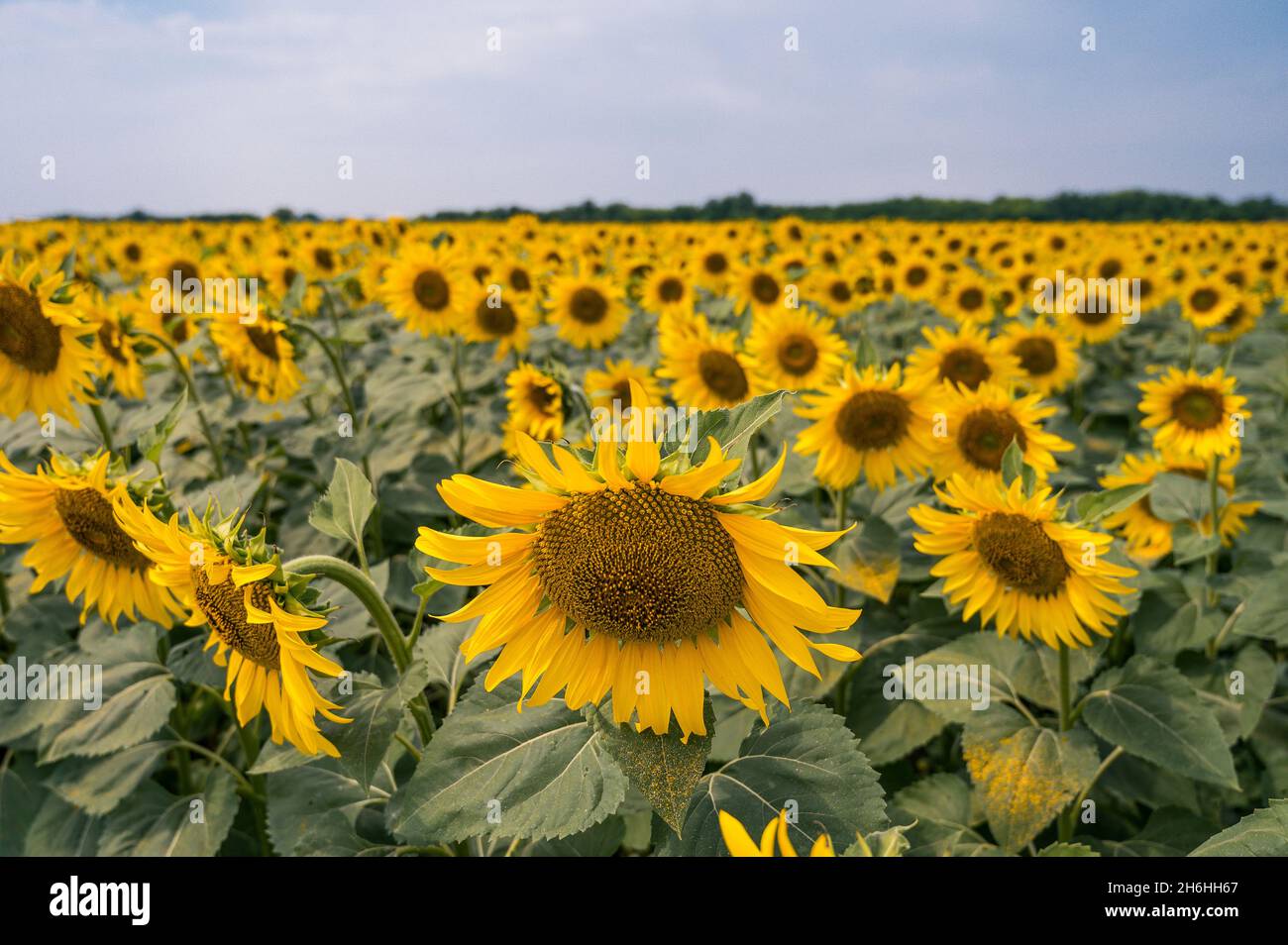 Beautiful landscape. Field of sunflowers. Blue sky Stock Photo - Alamy