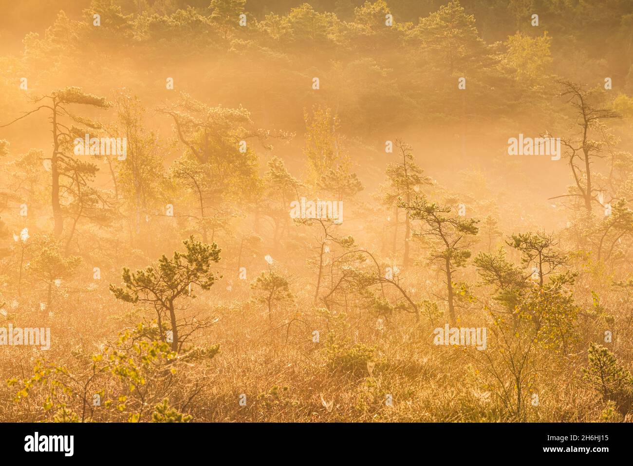 Trees on bog at misty sunrise Stock Photo