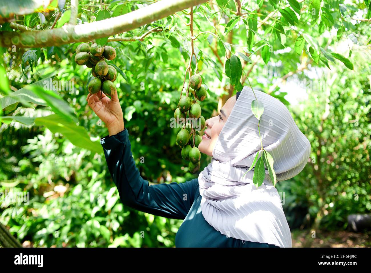Muslim woman in hijab holding bunch of fresh elaeocarpus hygrophilus  kurz fruit in her garden Stock Photo