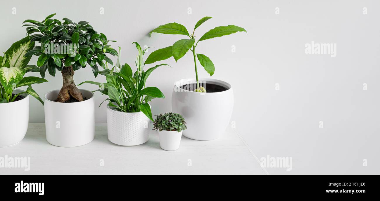 Young home plants - dieffenbachia or dumb cane plant, ficus ginseng microcarpa, spathiphyllum, callisia and avocado sprout in white pots on a white ba Stock Photo