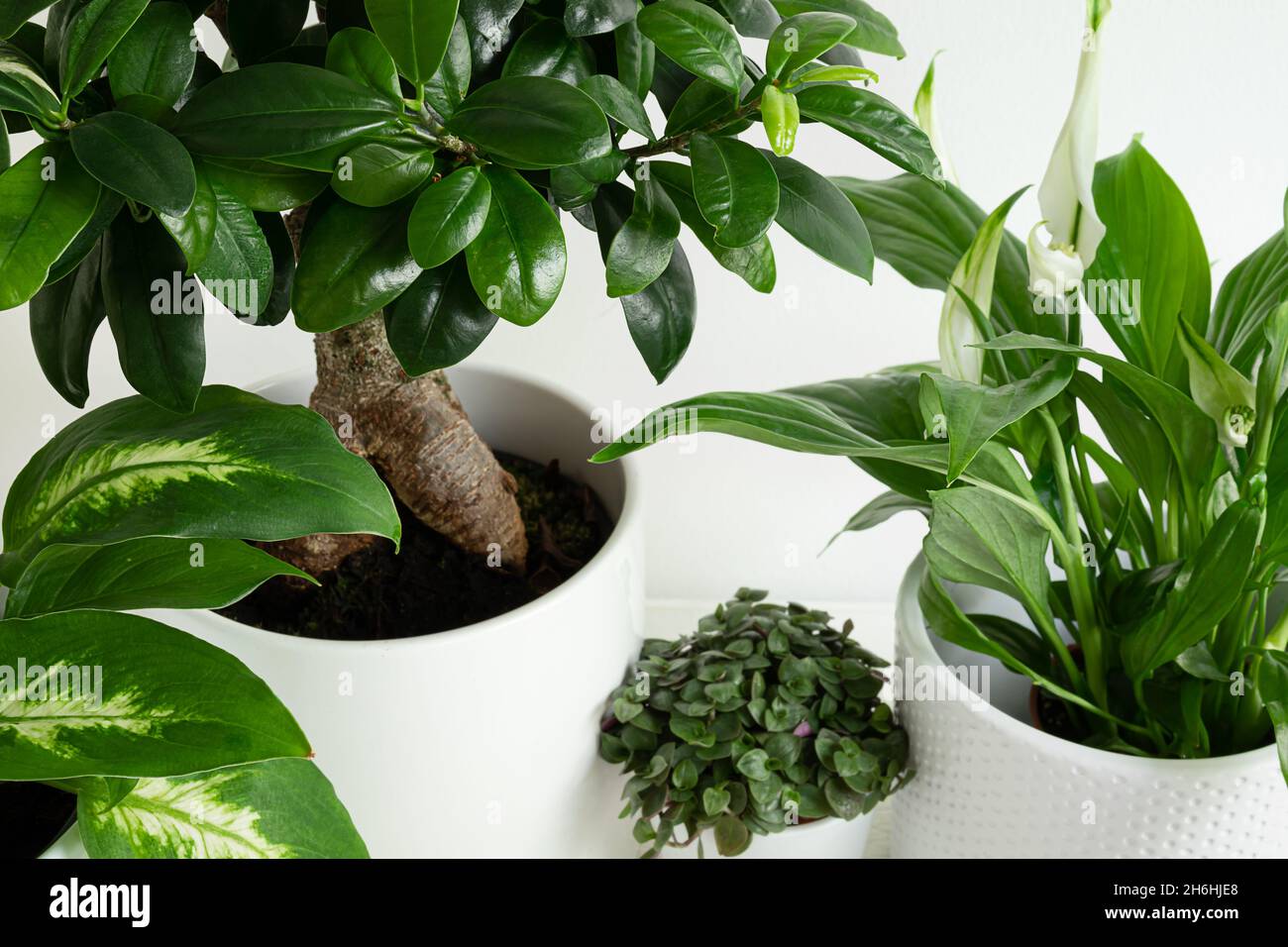 Young home plants close-up - dieffenbachia or dumb cane plant, ficus ginseng microcarpa, callisia and spathiphyllum in white pots, connecting with nat Stock Photo