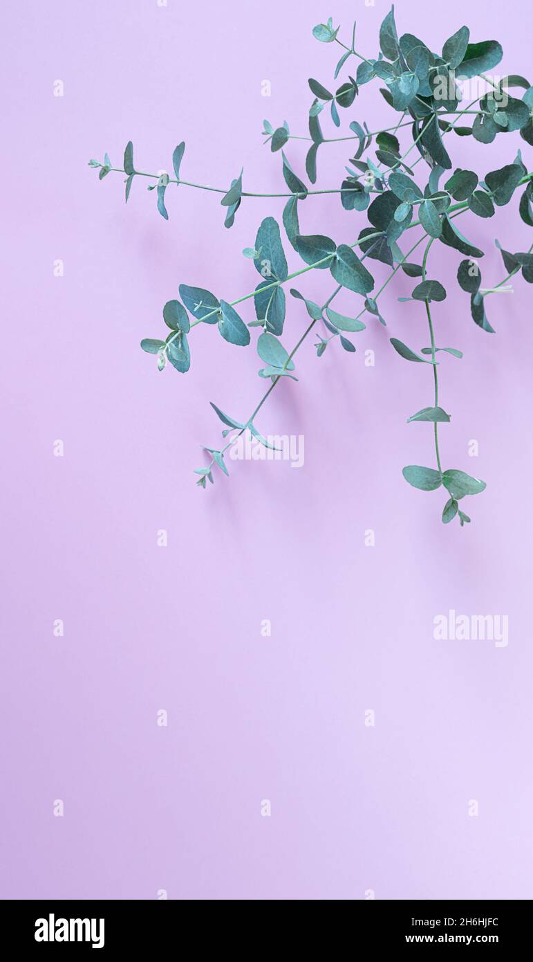 Eucalyptus gunnii young branch on a lavender background with copy space Stock Photo