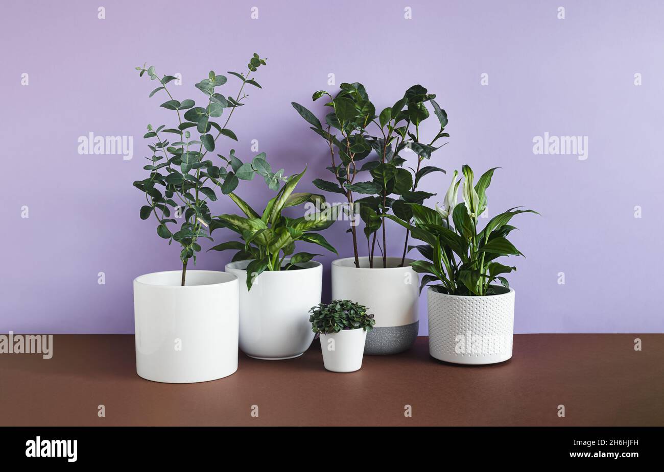 Different young home plants - eucalyptus gunnii, dieffenbachia or dumb cane plant, callisia, camellia sinensis and spathiphyllum, connecting with natu Stock Photo