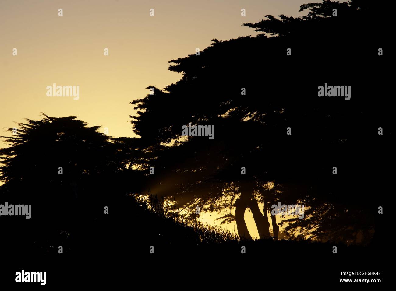 Silhouettes of the trees at golden sunset Stock Photo - Alamy