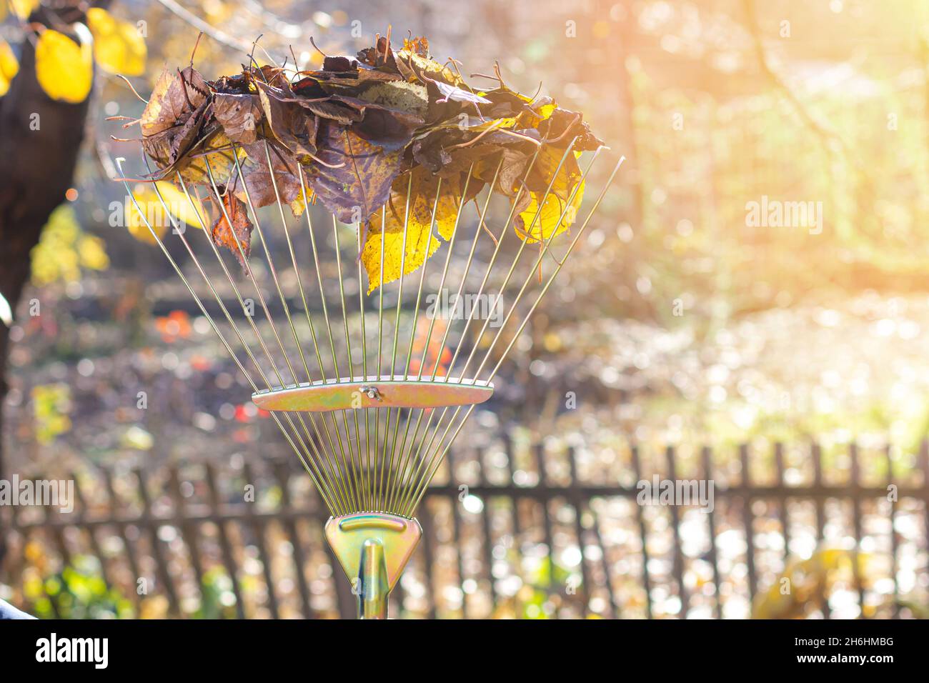 Cleaning of leaves. Rake with leaves. Sunlight. Autumn day. Stock Photo