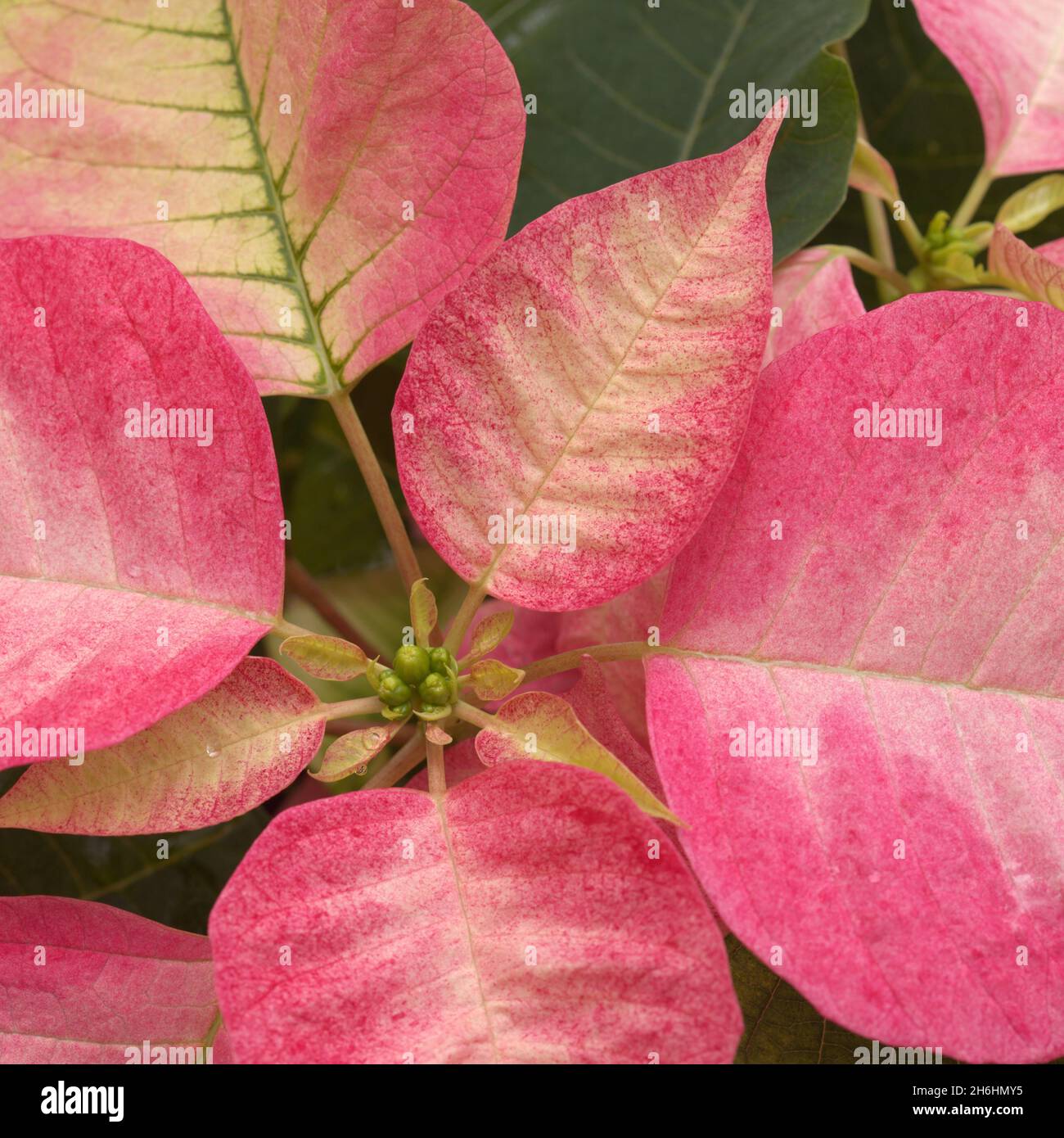 Pink poinsettia, Euphorbia pulcherrima or Easter flower Stock Photo