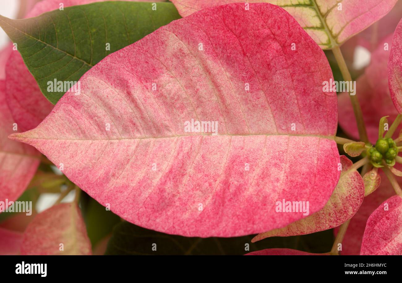Pink poinsettia, Euphorbia pulcherrima or Easter flower Stock Photo