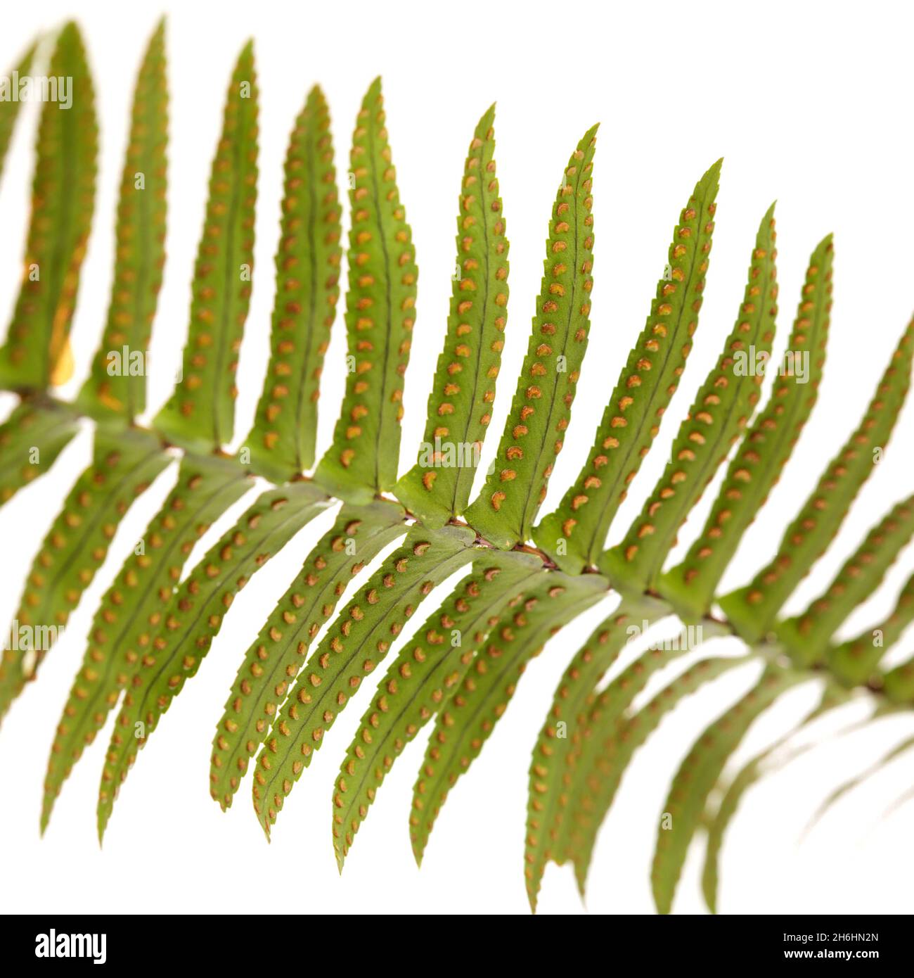 Green fresh frond of fern with spore clusters called sori isolated on white background Stock Photo