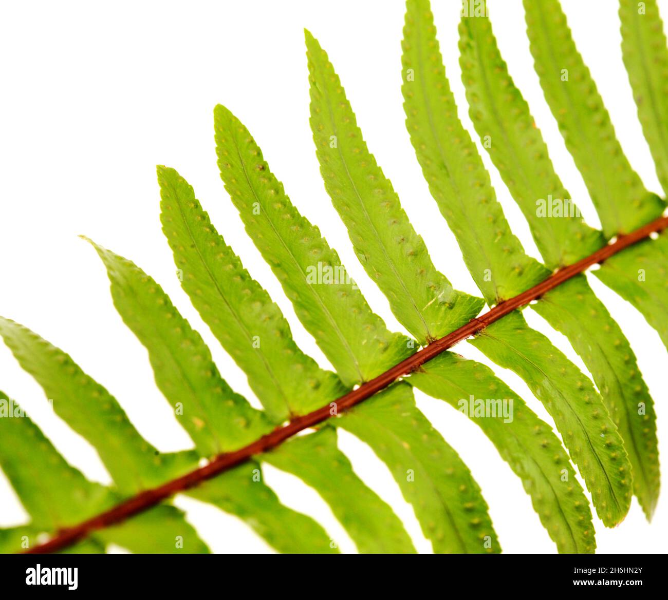 Green fresh frond of fern with spore clusters called sori isolated on white background Stock Photo