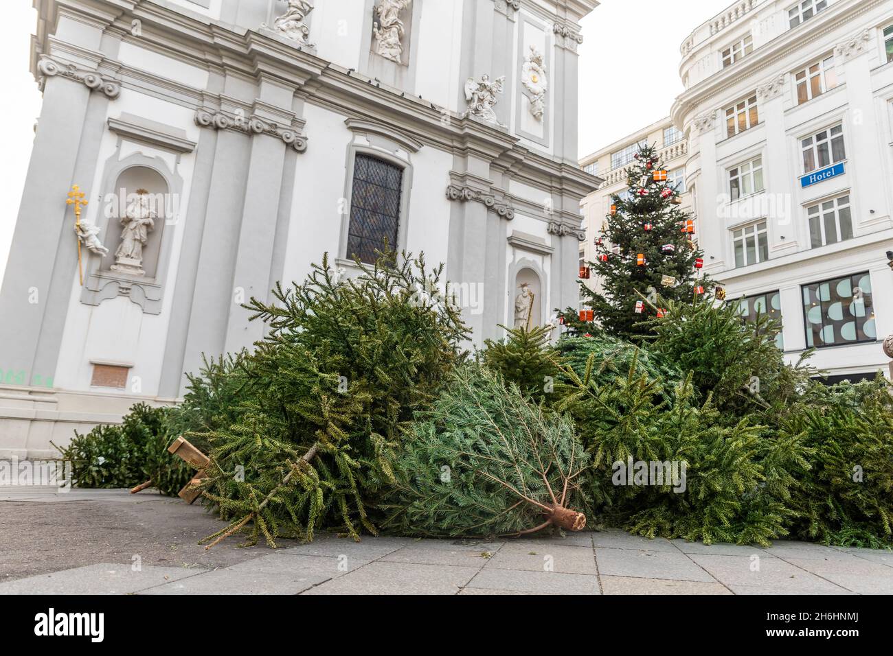 Dump pile stack of many used abandoned fir christmas trees collected