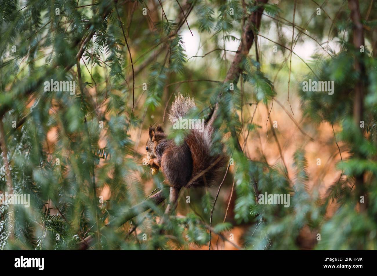 Red squirrel seen from the back beginning. Sciurus vulgaris. Campo Grande, Valladolid Spain. Stock Photo