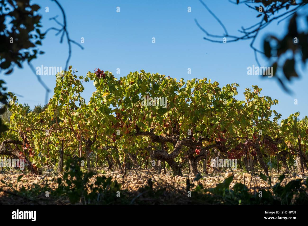 After the grape harvest the leaves turning red, autumn vines of Grignan, Cotes de Rhone, France Stock Photo